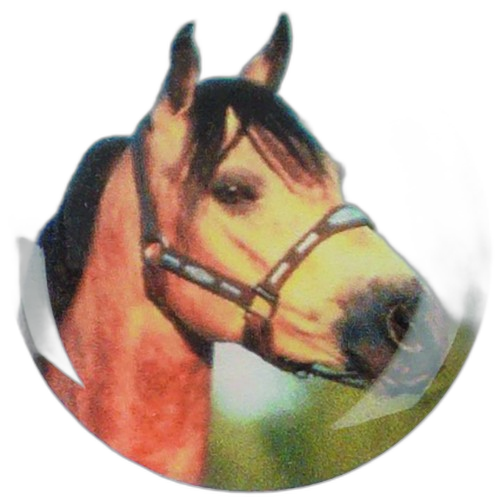 Horse Head Equestrian Printed Medal Centre