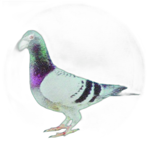 Pigeon Racing Printed Medal Centre