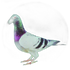 Pigeon Racing Printed Medal Centre